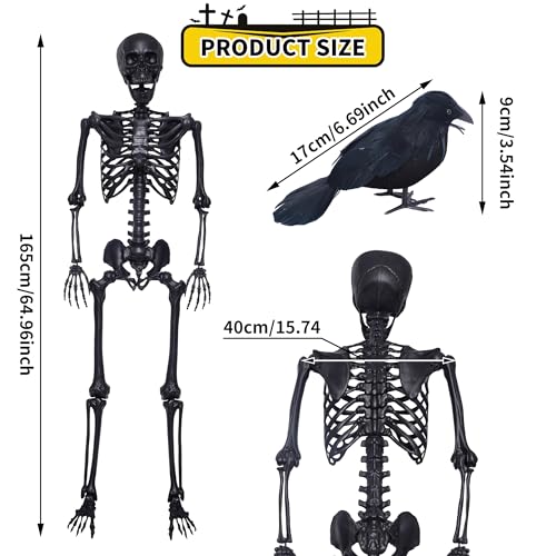 5.4Ft Posable Skeleton with Movable Joints and 2PC Black Feathered Crows M596