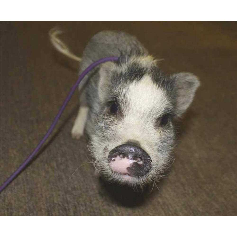Adjustable Mini Pig Harness and Leash D418552