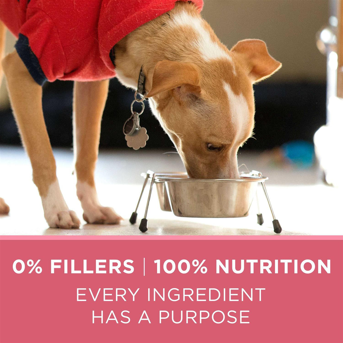 Skin & Coat Formula Dry Dog Food H96587