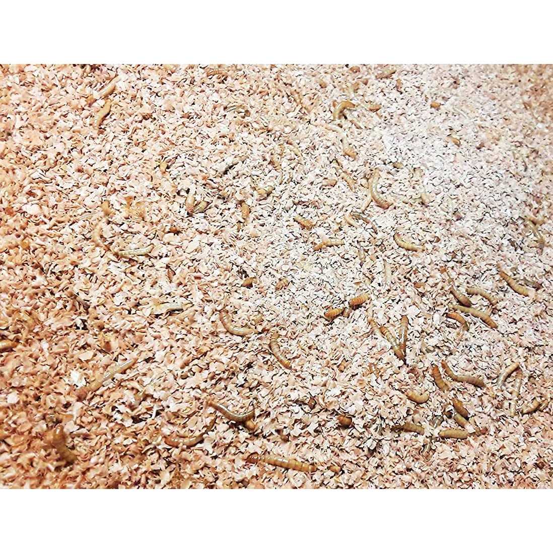 Mealworm and Superworm Bedding U657