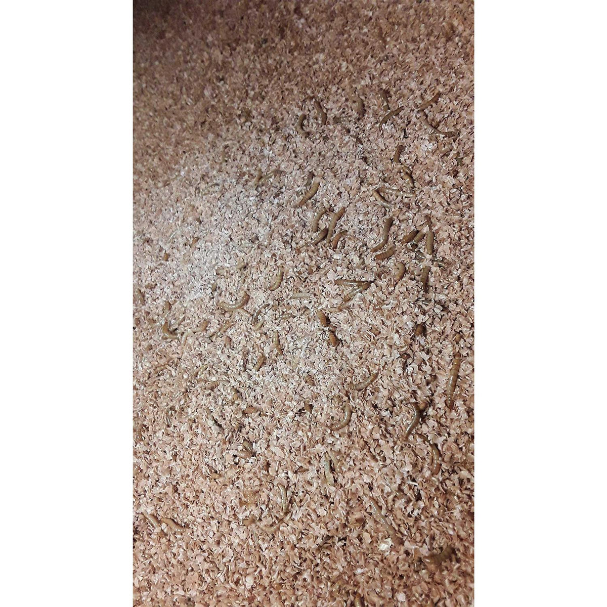 Mealworm and Superworm Bedding U657