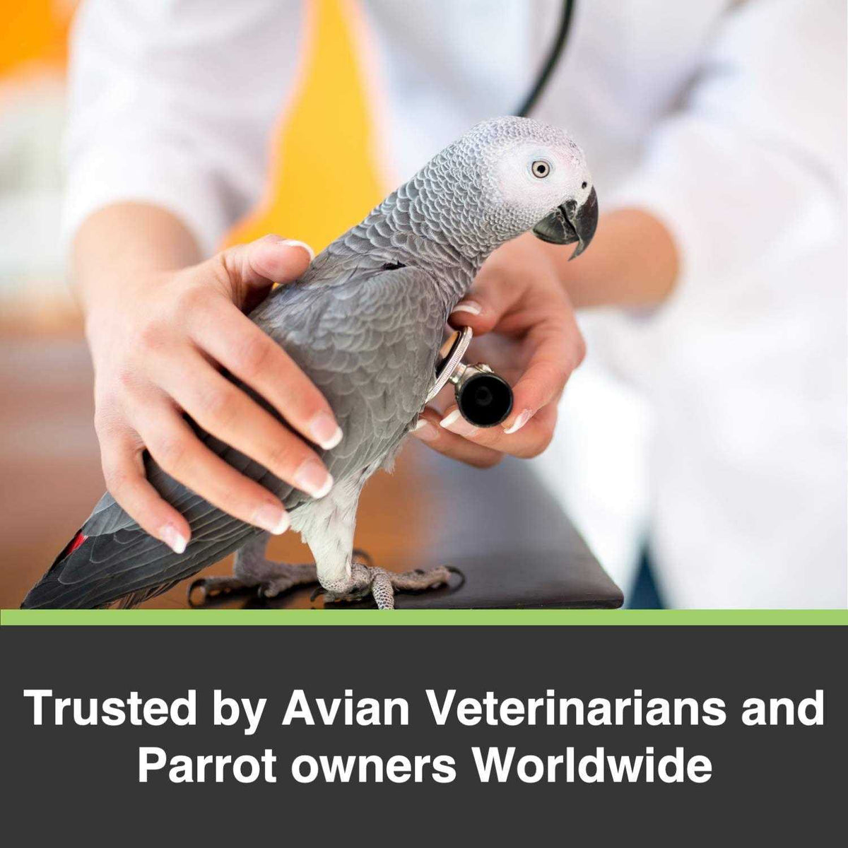 Cockatiel Lovebird Pet Supplies H663