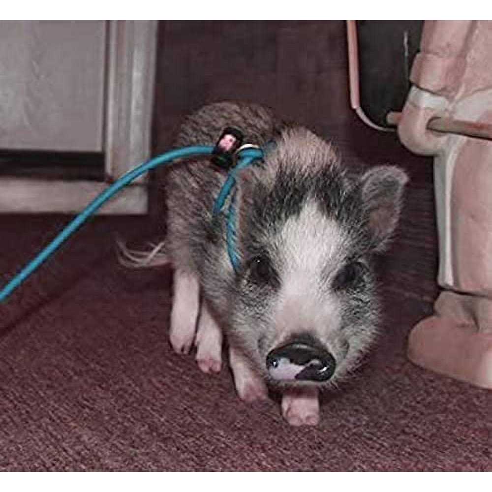 Adjustable Mini Pig Harness and Leash D418552