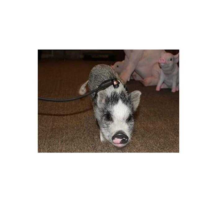 Adjustable Mini Pig Harness and Leash D418552