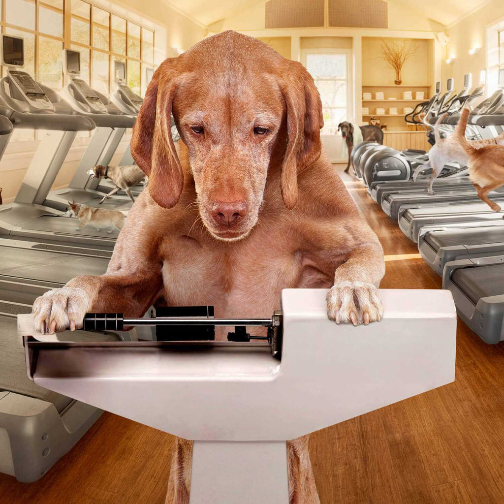 Weight Management Dry Dog Food W6295